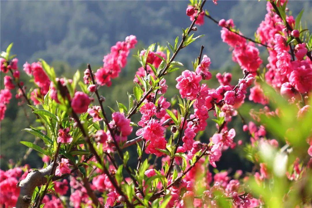 請到新豐過大年丨立春花兒開,不妨惜春去～_花蕊_旅遊