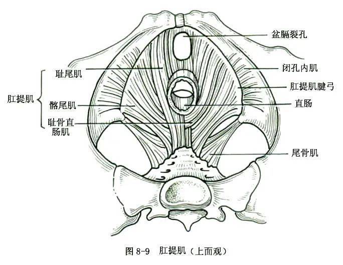 大阴纯粘连图片