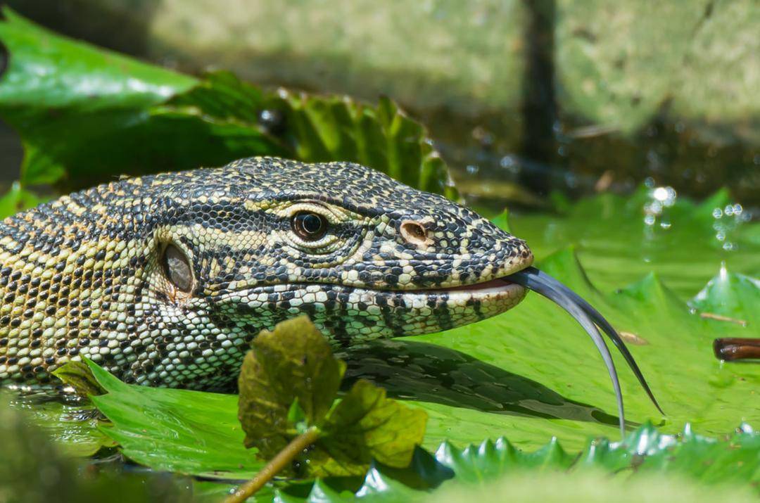 龙年说龙 | 动物园里的四脚游"龙" ①_蜥蜴_舌头_壁虎