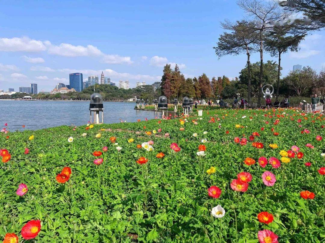 拍攝地點:順峰山公園梁兆權/攝一起感受生機勃勃的大良新一期的