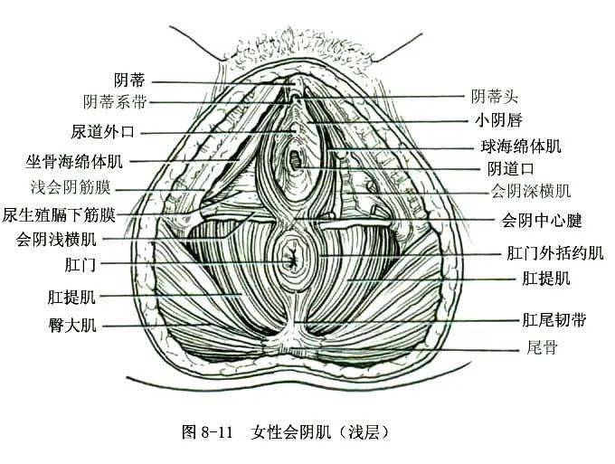 大阴纯粘连图片