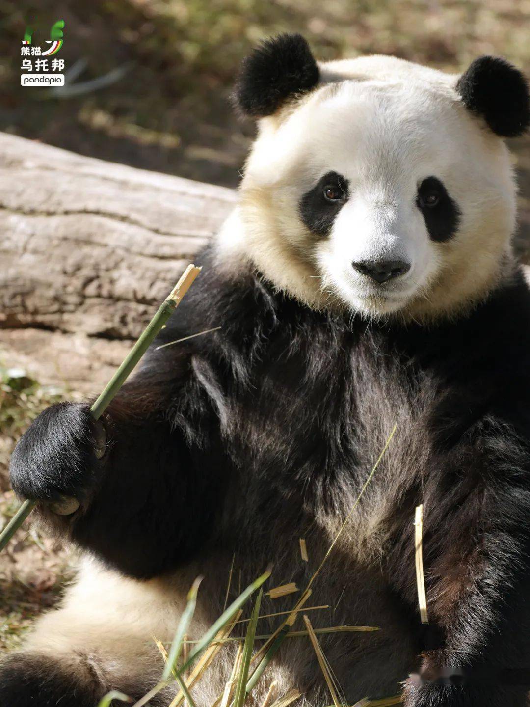 生活在西宁的大熊猫奇果前不久网络上又一次掀起了关于动物园的讨论