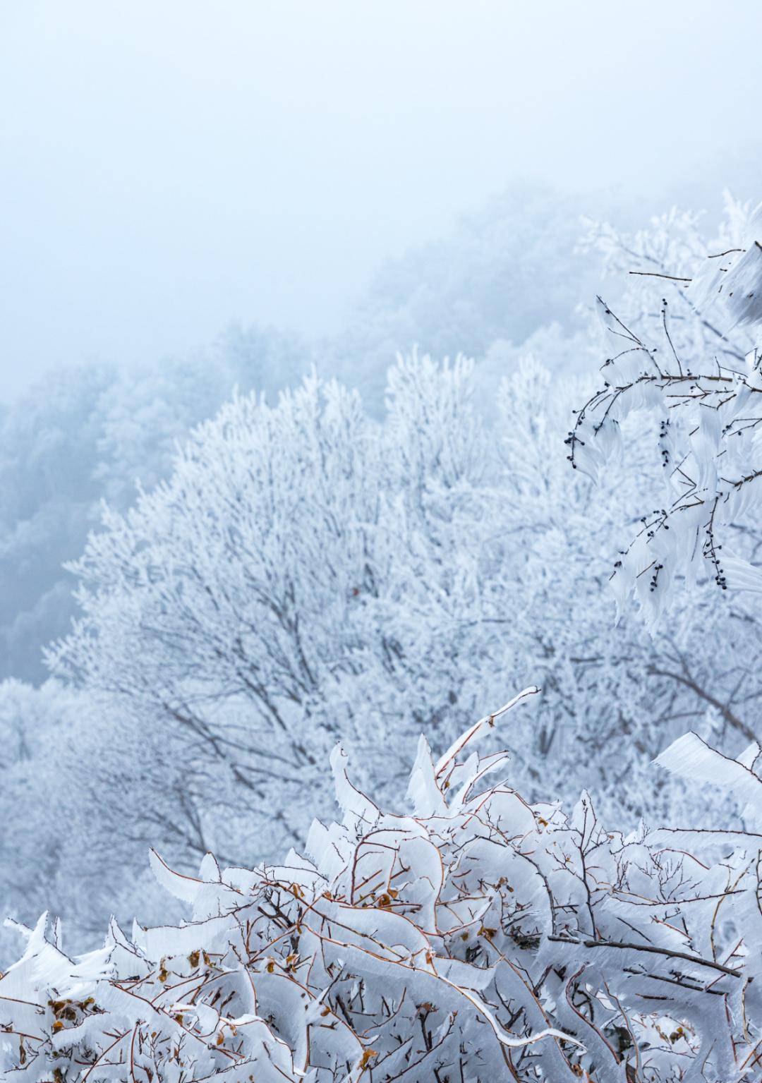 极美雪景