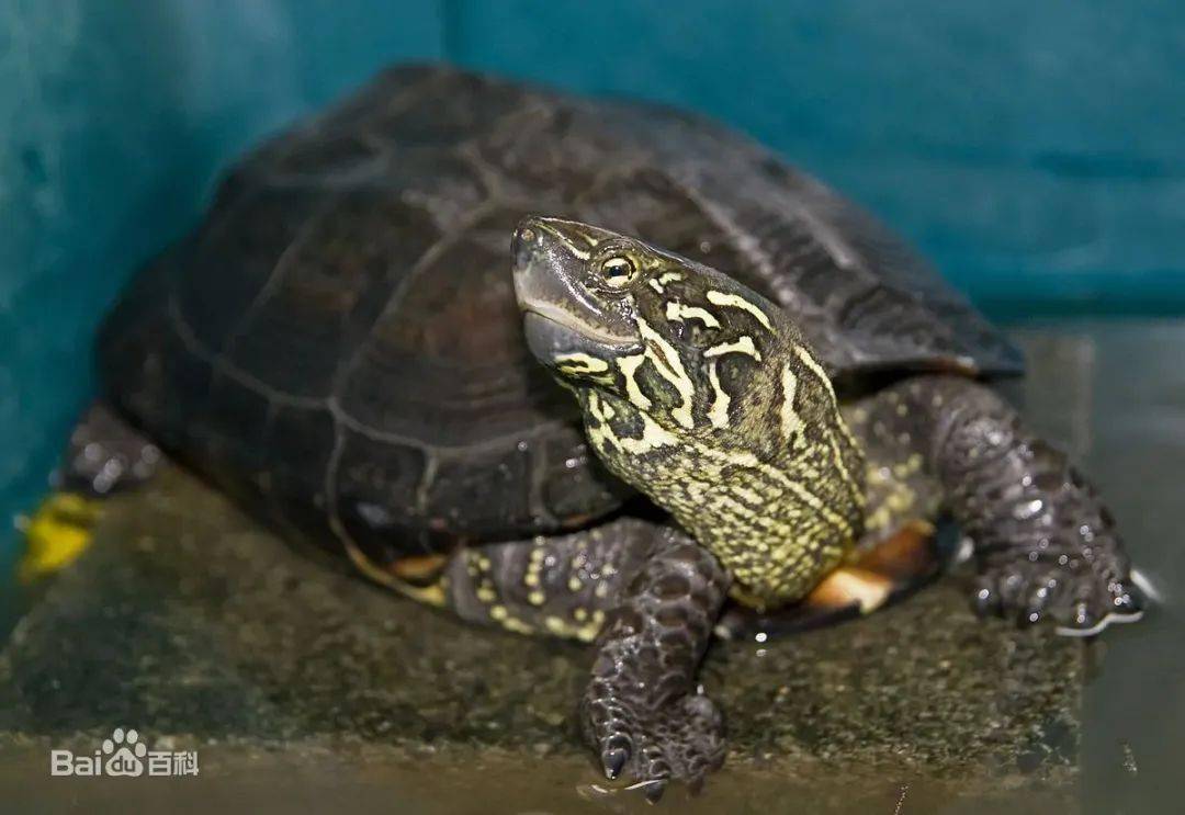 地理分佈to小編:紅耳彩龜(學名:trachemys a elegans)是澤龜科,彩龜屬