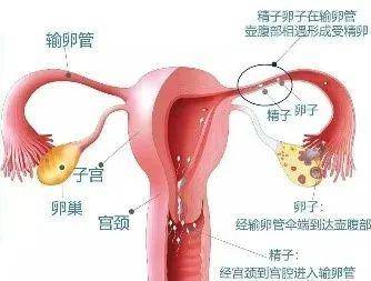 输卵管形状介绍图图片