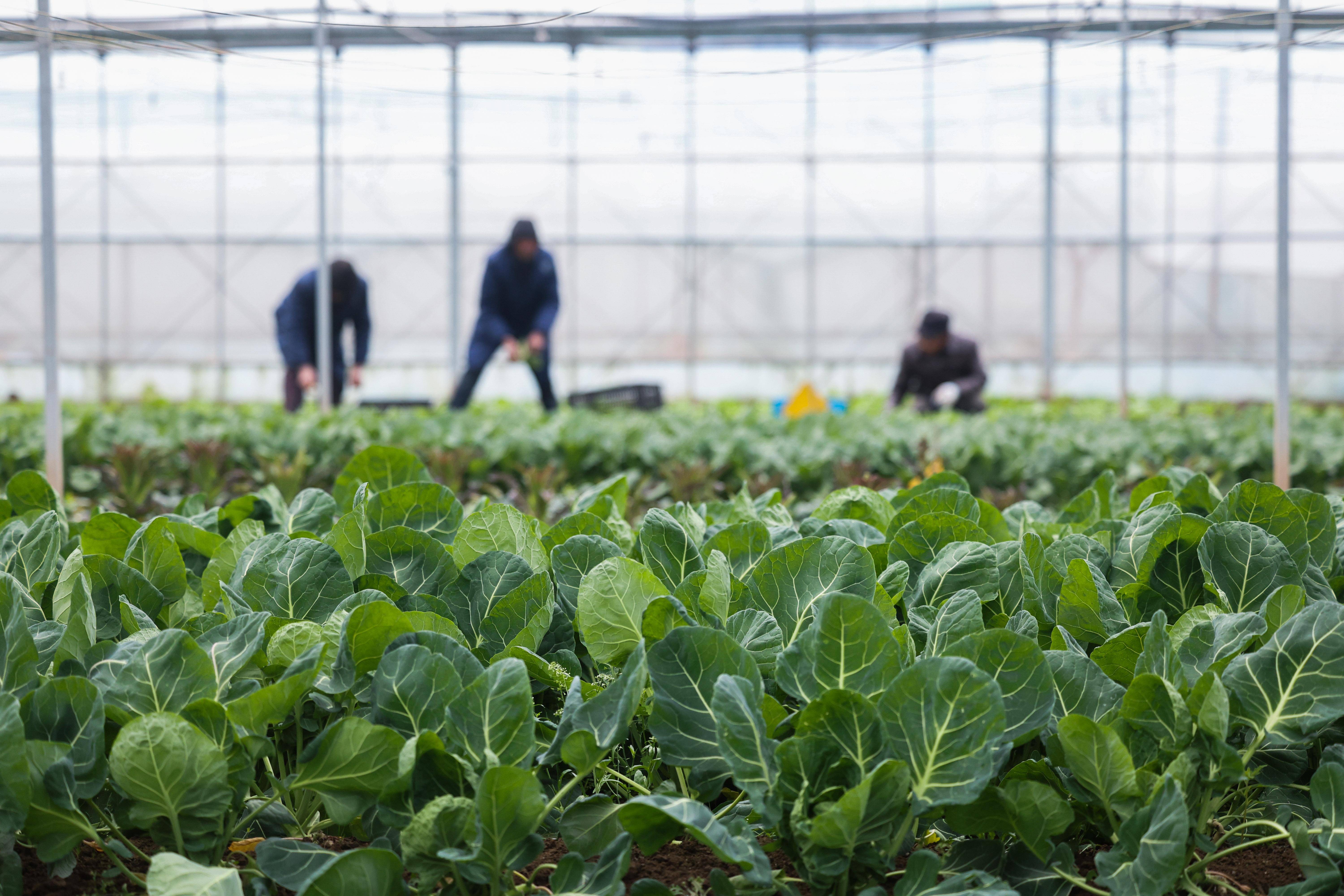 新春走基层丨现代农业企业积极保障春节市场供应_慈溪_公司_产蛋鸡