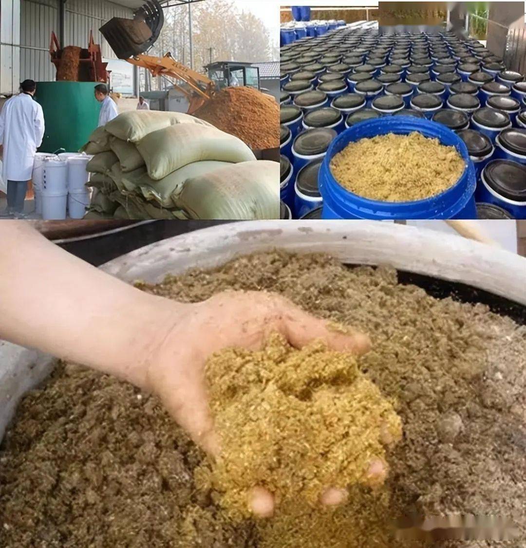 猪价持续长时间低迷,中小散养猪场运用部分发酵廉价饲料是维持生存与