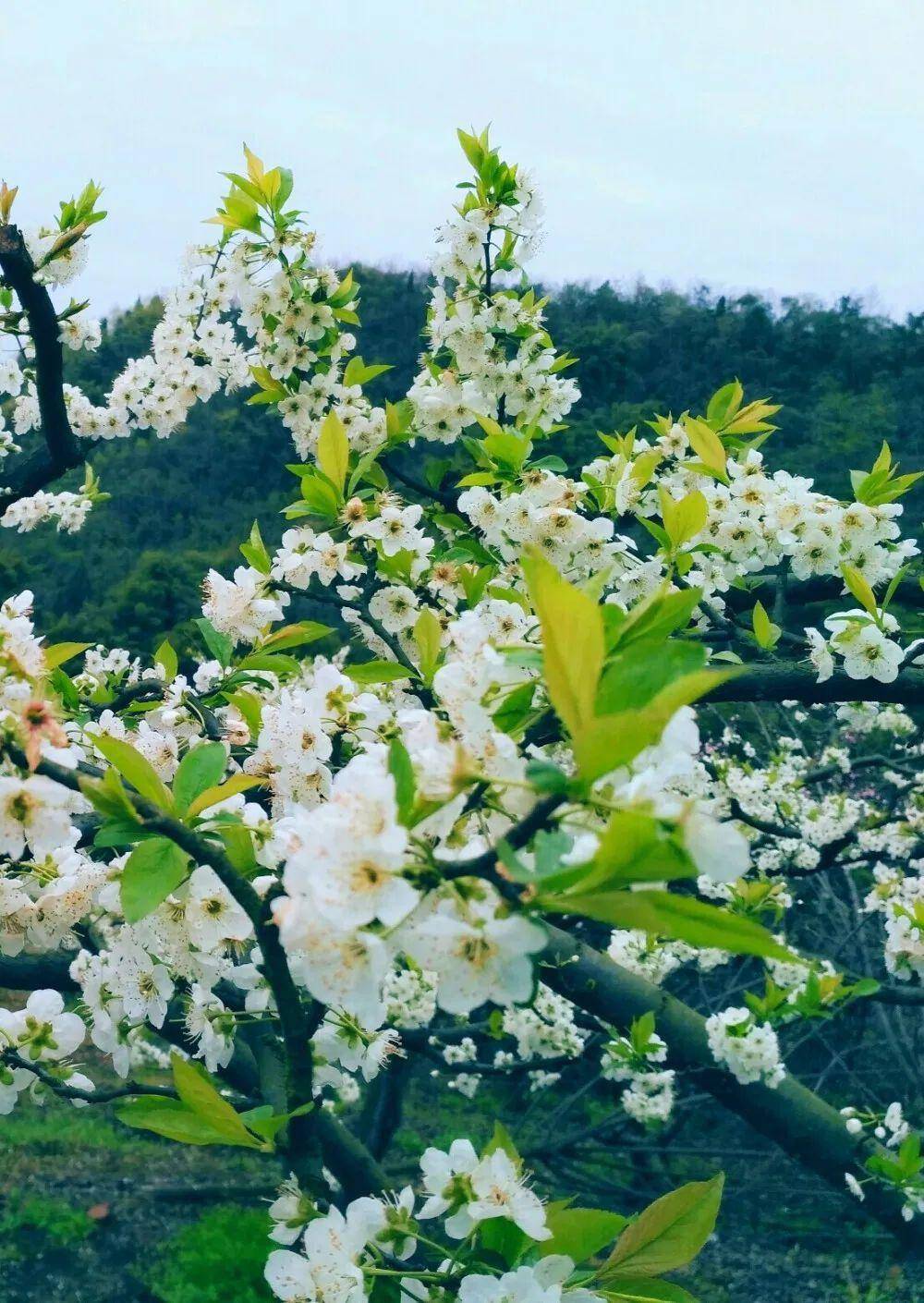 四月,不可错过的赏花期_胜地_杜鹃_海棠花