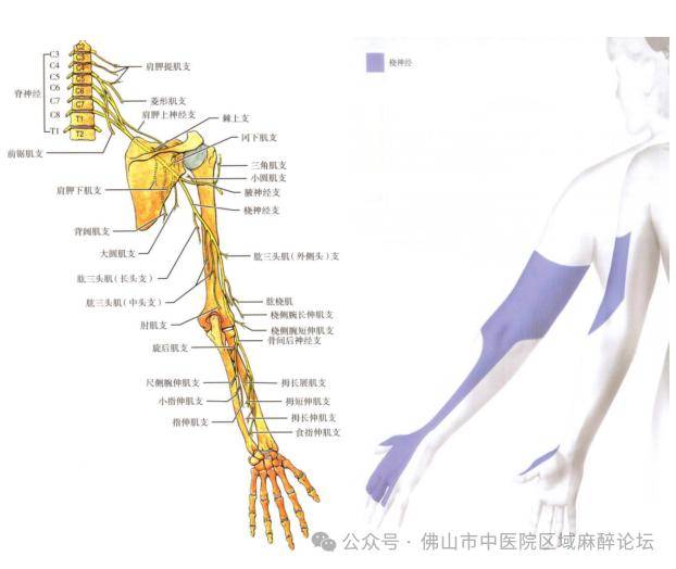 臂丛肌间沟最简单定位图片