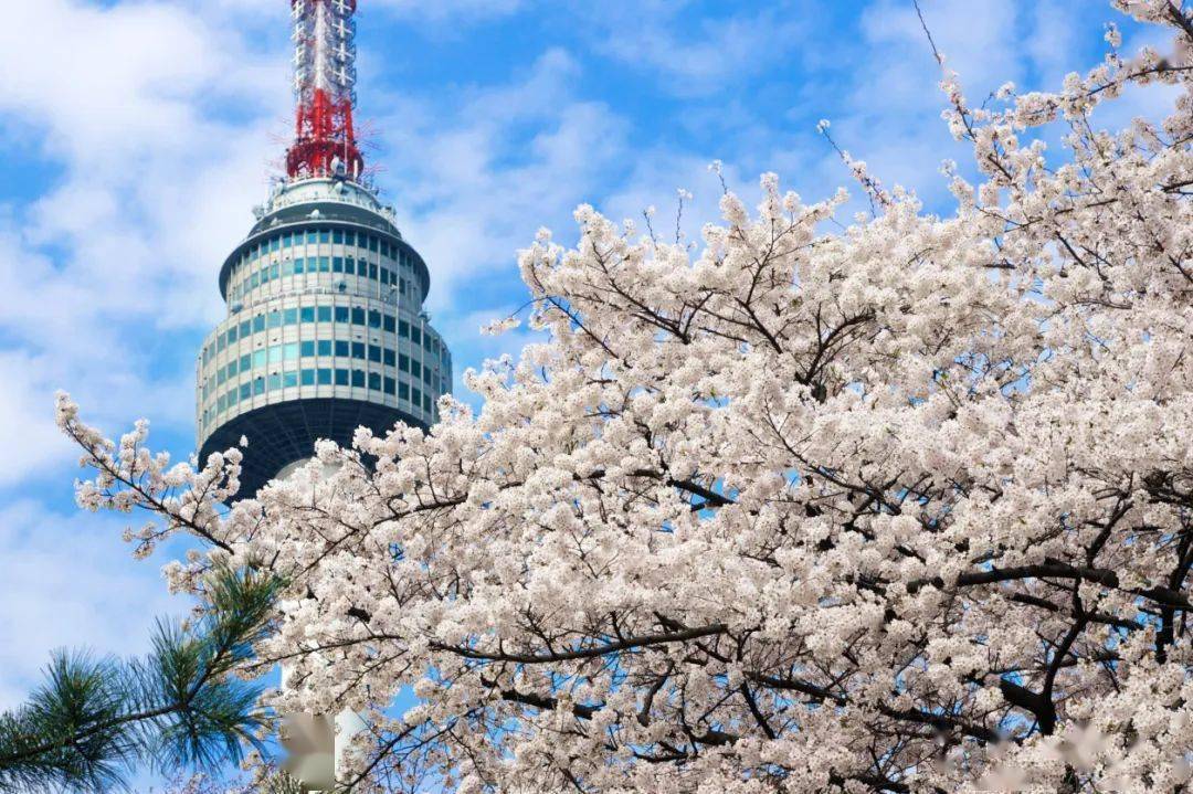 节后韩国赏樱~白菜价!去韩国首尔游精华景点,品特色韩餐,住五花特二酒