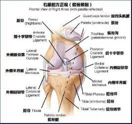 膝关节的构成由股骨内,外侧髁和胫骨内,外侧髁以及髌骨构成