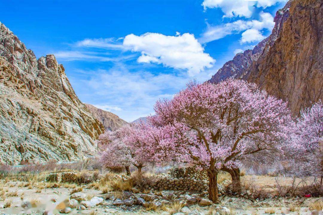 30000亩杏花盛放_新疆_地方_花海