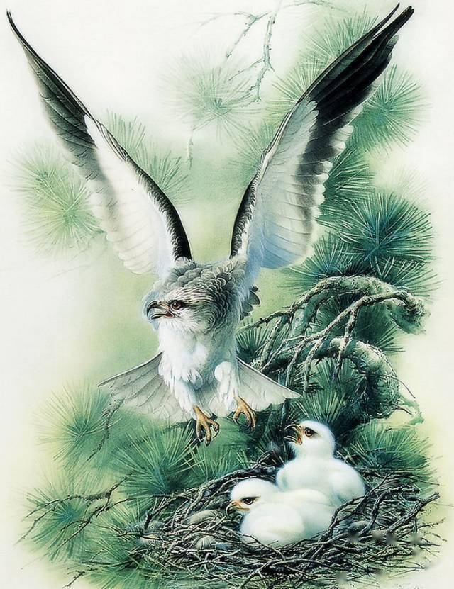 曾孝濂的《百鸟图》工笔精选 好美啊!_图片_国画_合作