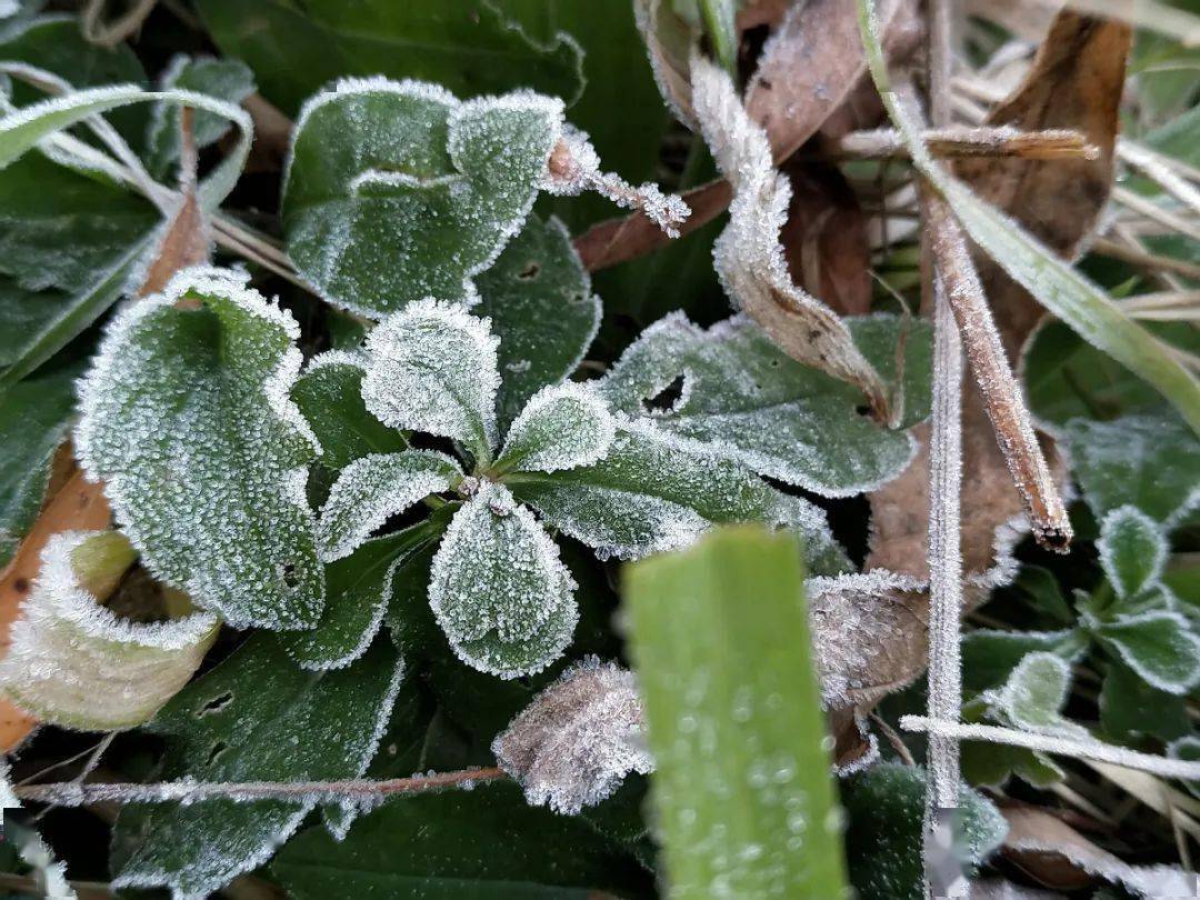 高考地理中的霜冻天气_危害_地面_气温