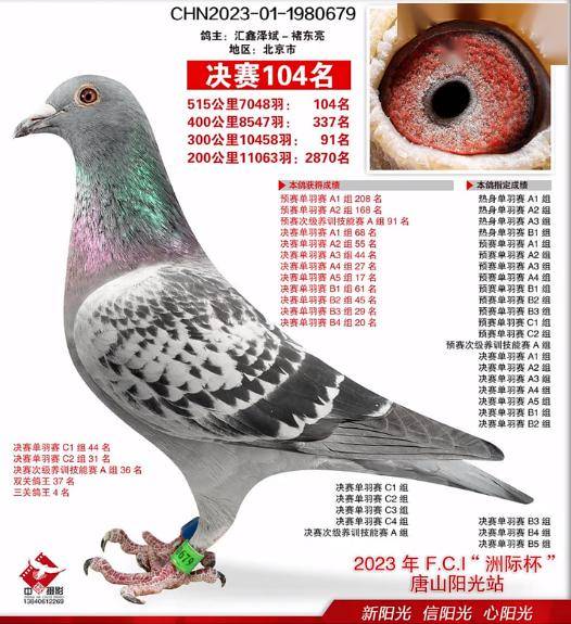 地方大包揽 公棚夺高位 北京名家褚东亮的训赛经验_鸽子_比赛_时间