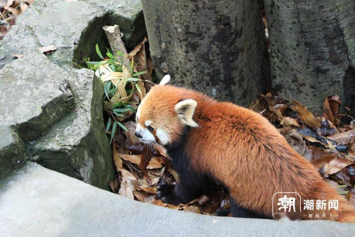 杭州动物园的毛孩吃上"年夜饭",还现场拆红包_大熊猫_游客_鹦鹉