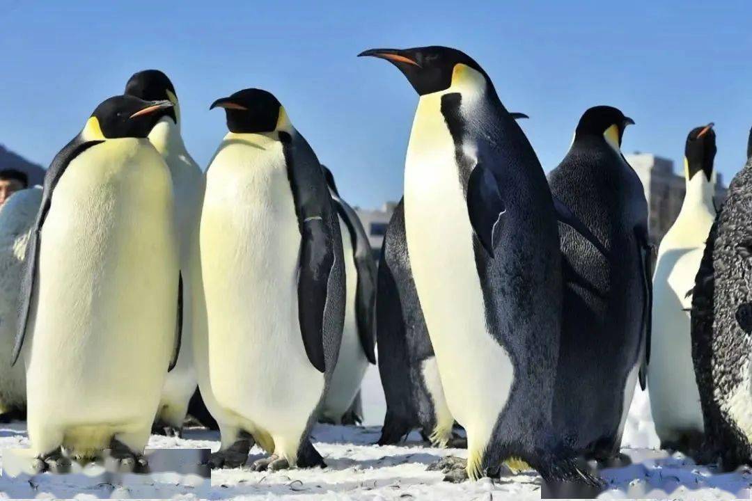 话痨金虎,浓颜妙音,还有北极熊,河马……众多动物期待与您在春节见面