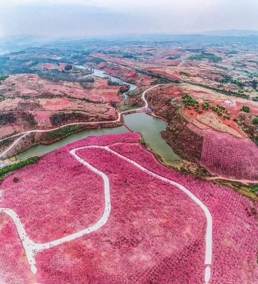 宜良樱花谷风景区介绍图片