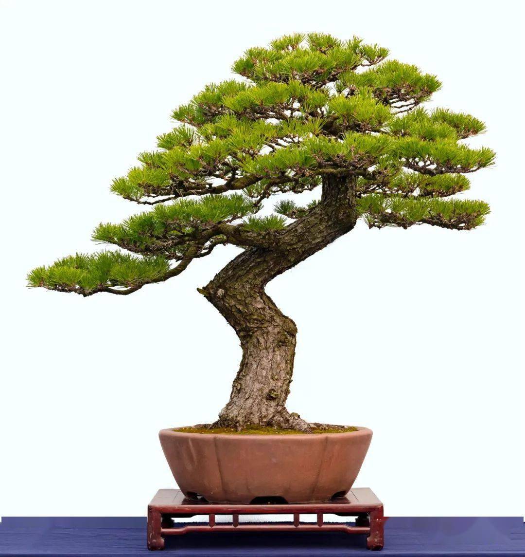 【郑志林柏树盆景作品】【郑志林杂木盆景作品】【郑志林山水盆景