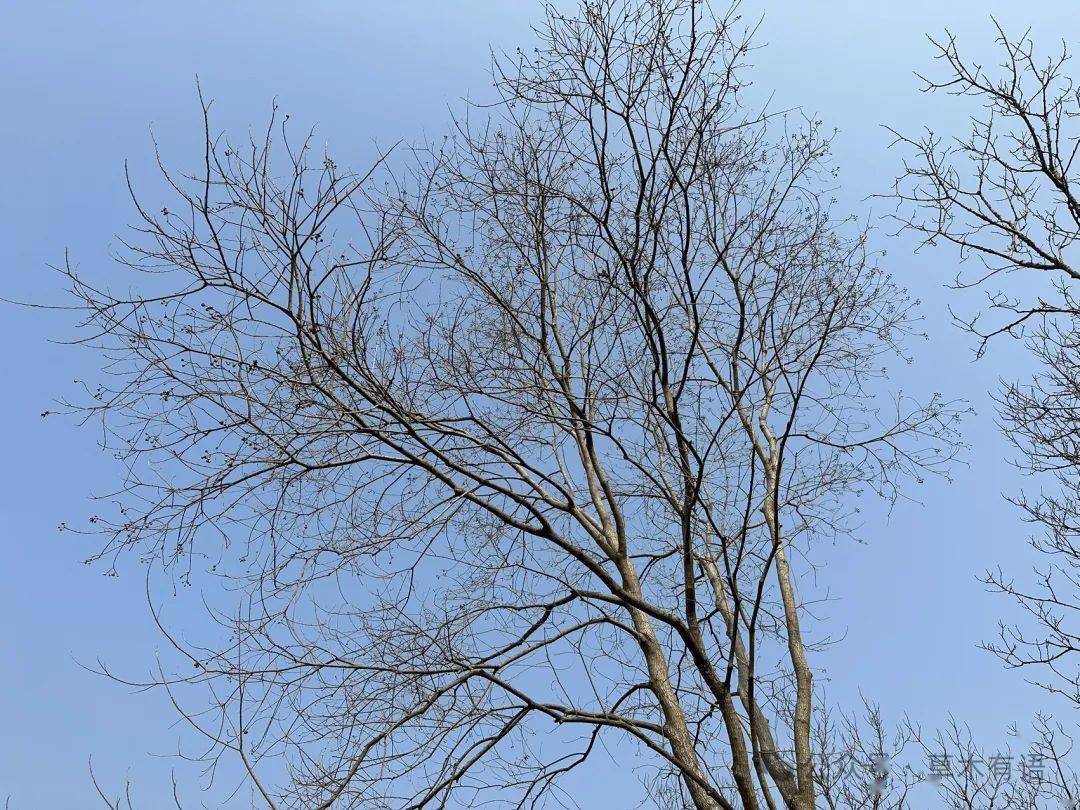观察一棵树-构树(8)新年快乐