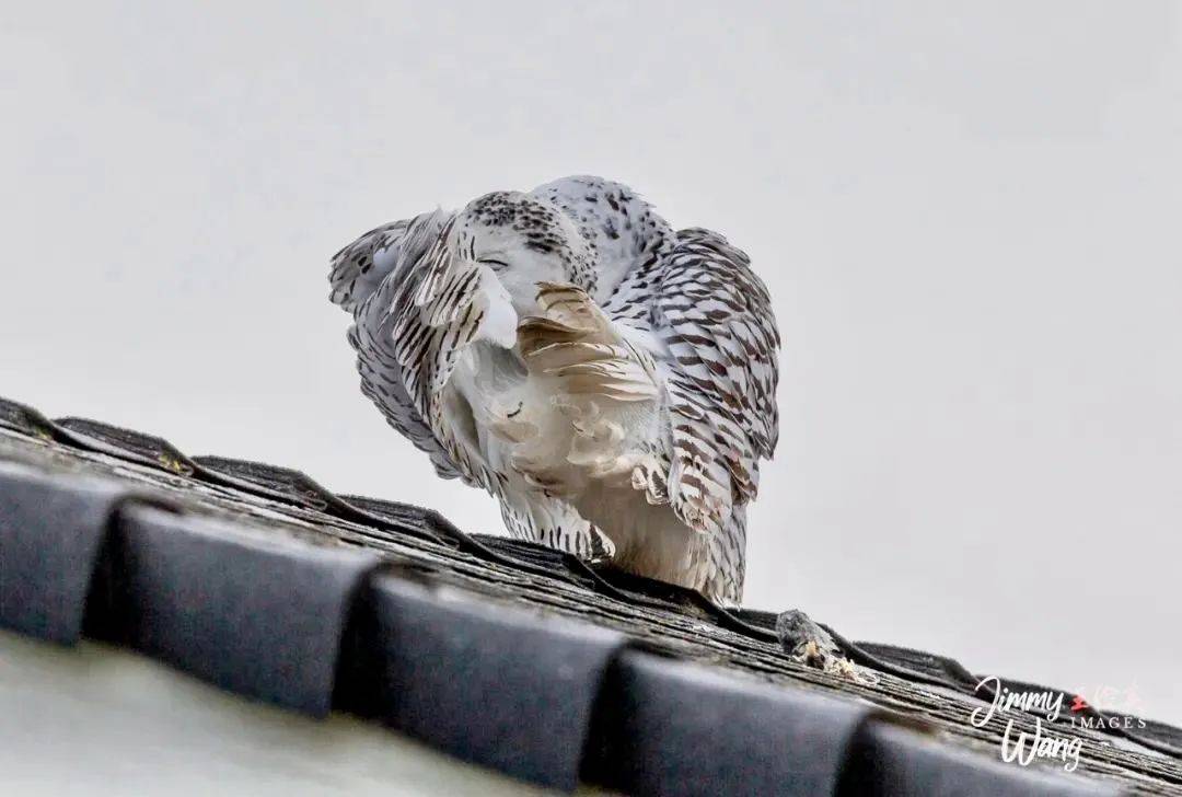 美國鳥類素描(上):雪鴞百態,霸氣迴歸;極致賣萌,舉世