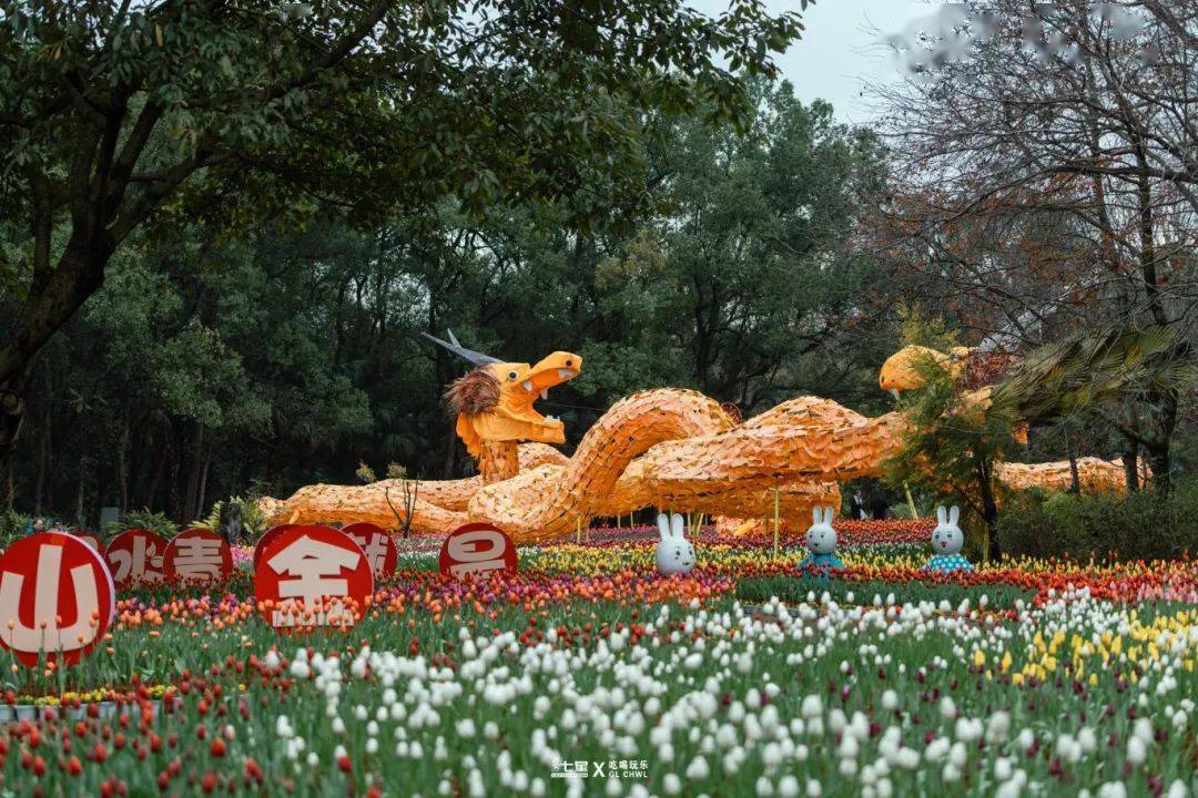 桂林新春郁金香花展訾洲公园郁金香桂林本地居民(含县城)免费入园哦!