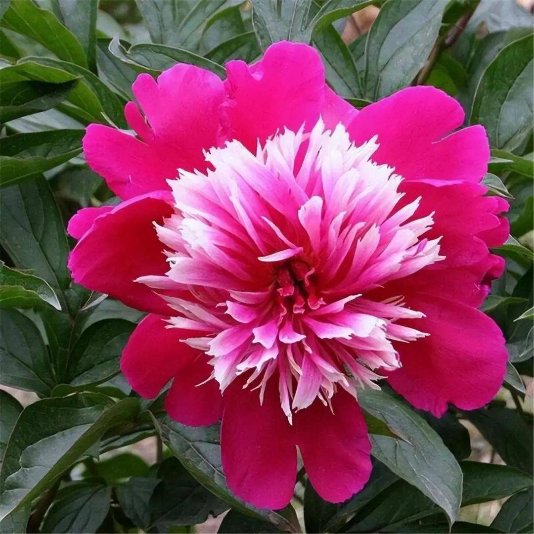 家养的芍药"不开花",学下基础养护"4步",花开时像极了