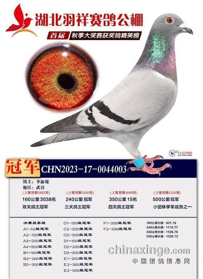 2023年赛场上的焦点英雄 鸽友眼中的"神奇小鸟"__决赛