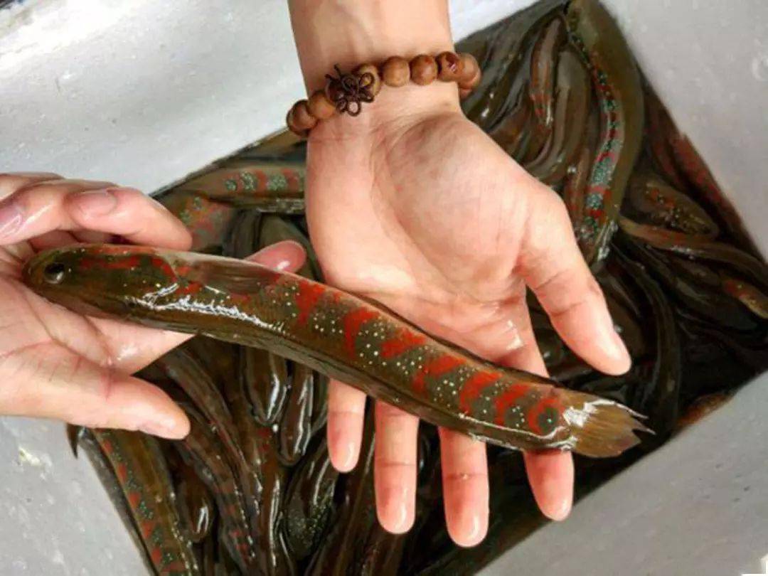 最后一点,七星鱼有"一山不藏两虎"习性,在同一钓位,非产卵期,无特殊