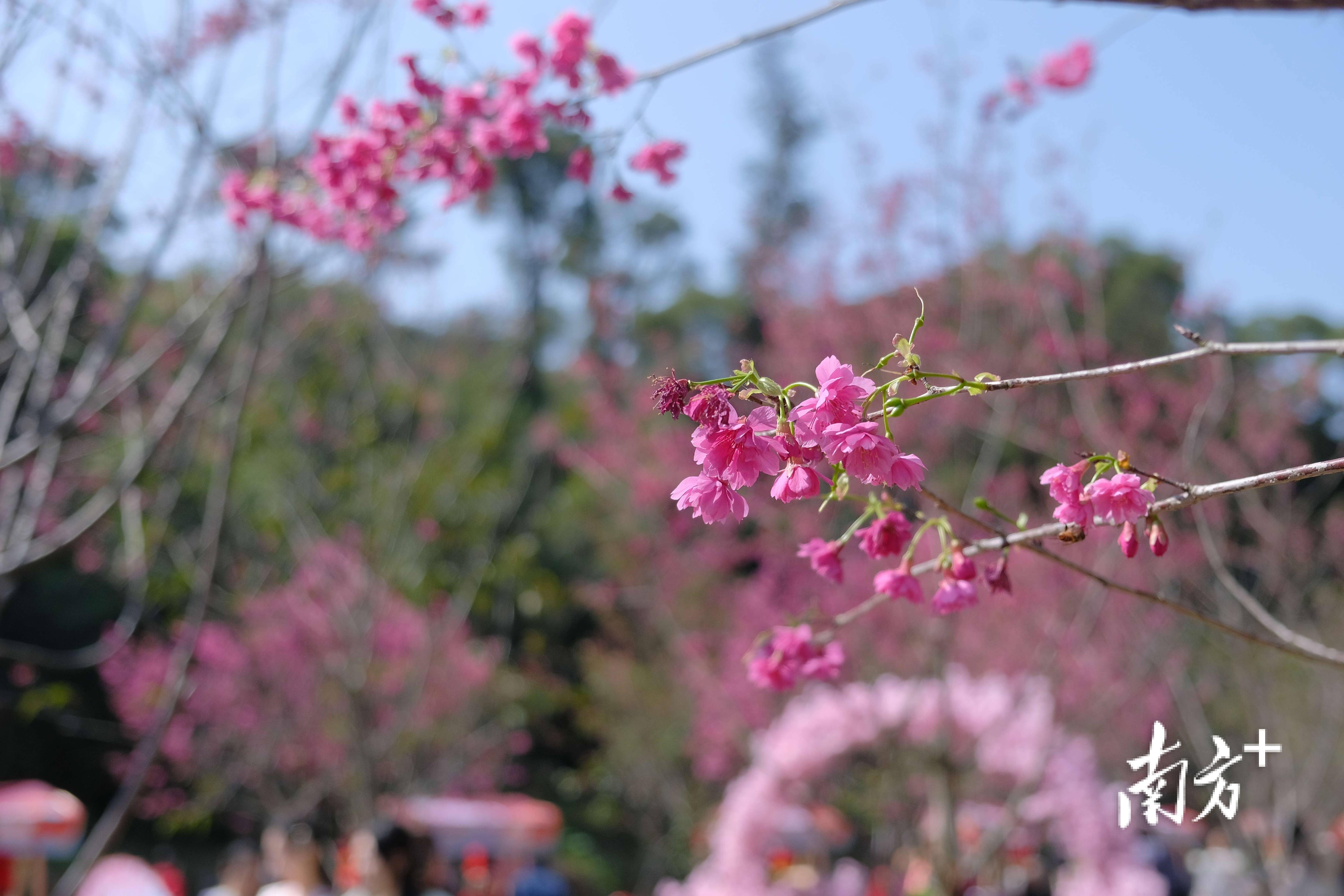 肇庆星湖迎樱花"首秀",樱花桃花相映红_景区_市民_活动