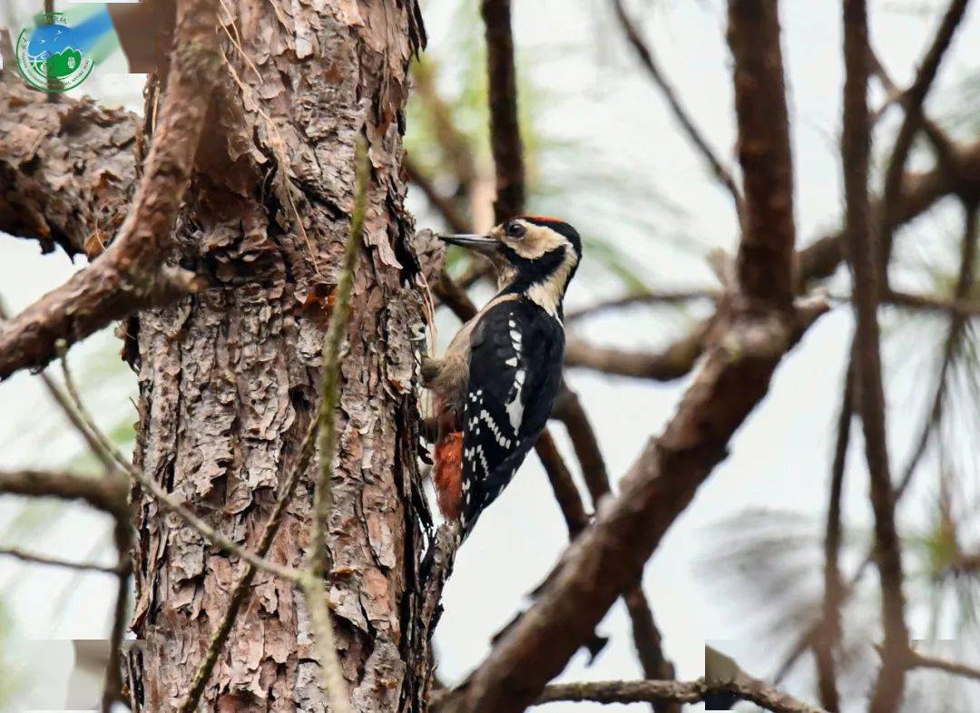 无量山丨鸟类⑨_啄木鸟_灰色_黑色