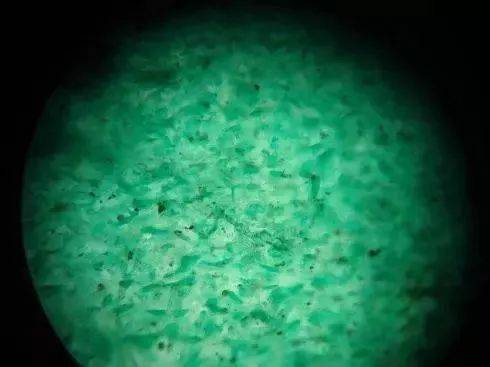 "没有苍蝇翅的翡翠统统都是假货?"不要再被骗了!_矿物_肉眼_翅膀