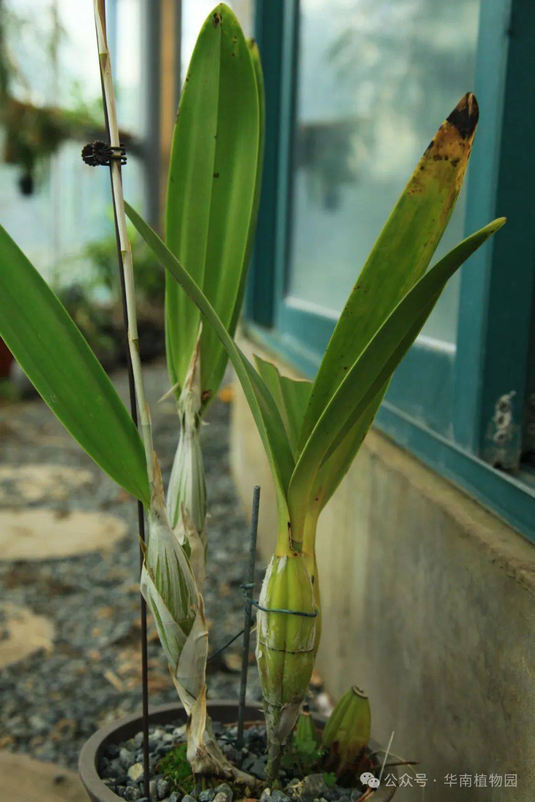 那就是匈伯克兰(schomburgkia brysiana),又叫香蕉兰,蚁栖兰等,为兰科