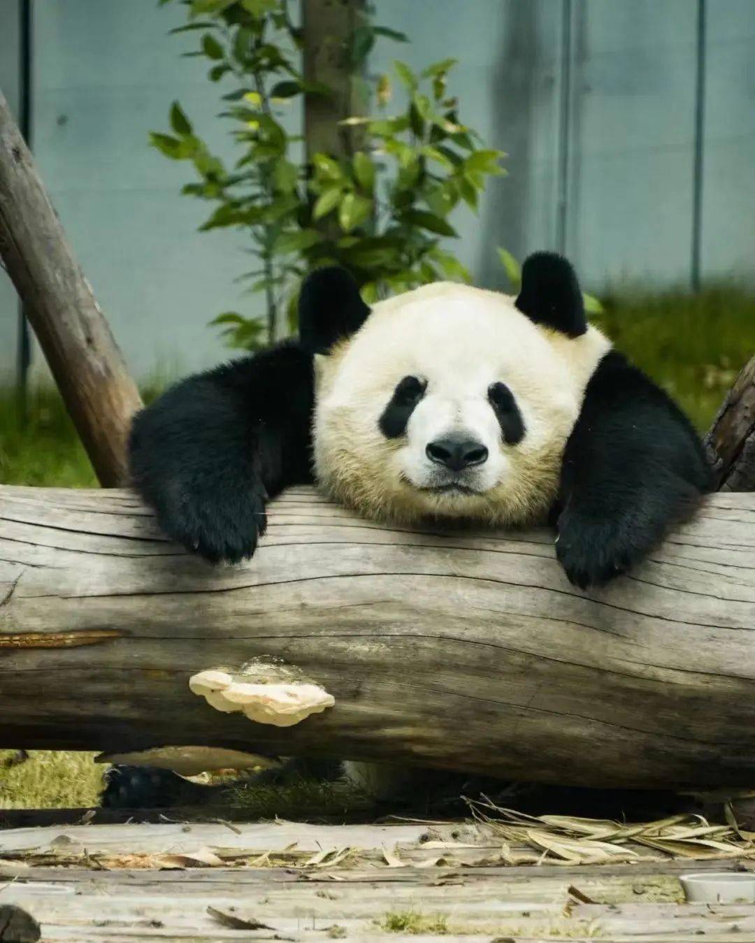 大年初三,带你解锁「春在成都」_熊猫_东湖公园_活动