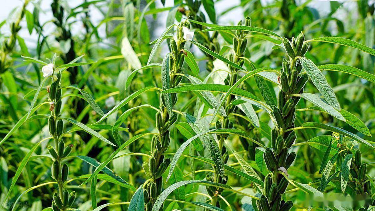 综上所述,我国四大油料作物分别是油菜,花生,大豆和芝麻.