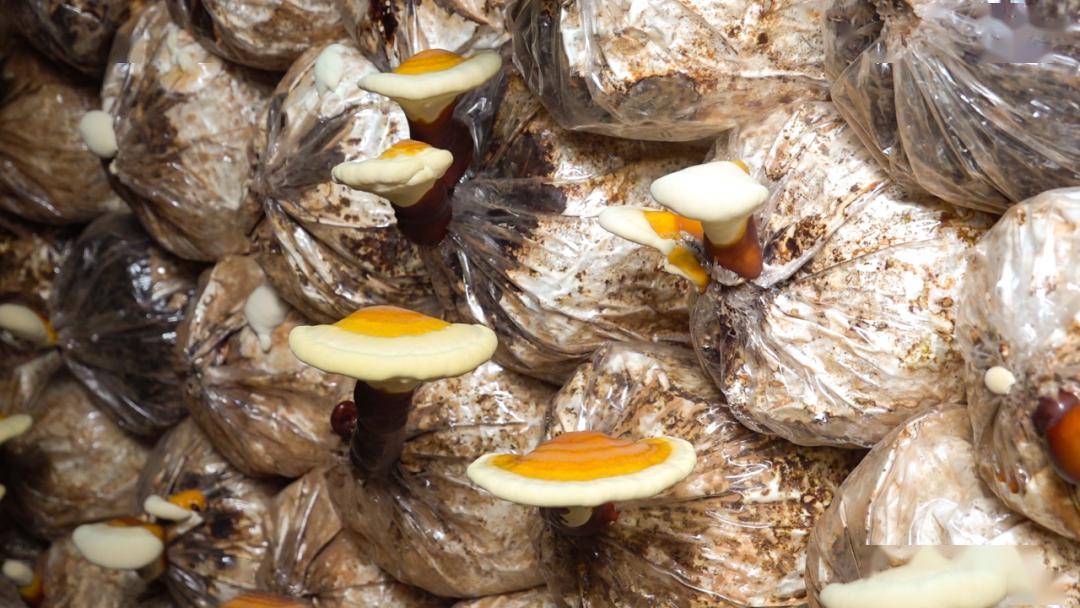 朵朵朱色菌帽,还带着湿润泥土的新鲜,喜气洋洋,红红火火,蕴含着回龙