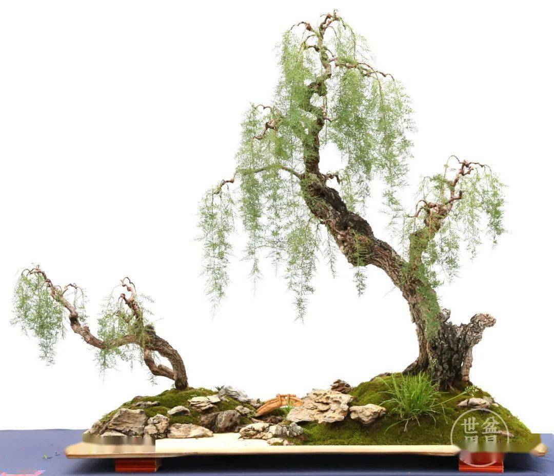 别名垂丝柳,水柽,河柳,人柳,赤柽柳,三眠柳,红柳,西湖柳,观音柳等