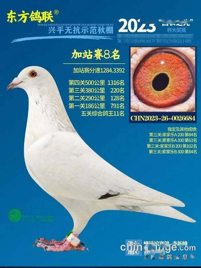 盘点2023年秋棚"才貌双全"白花鸽_决赛_王亚军_麒麟