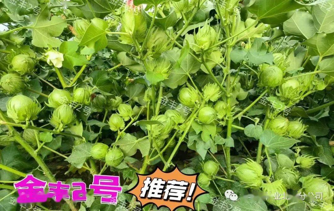 棉花生育期高產技術管理要點簡析_cm_葉序_主莖