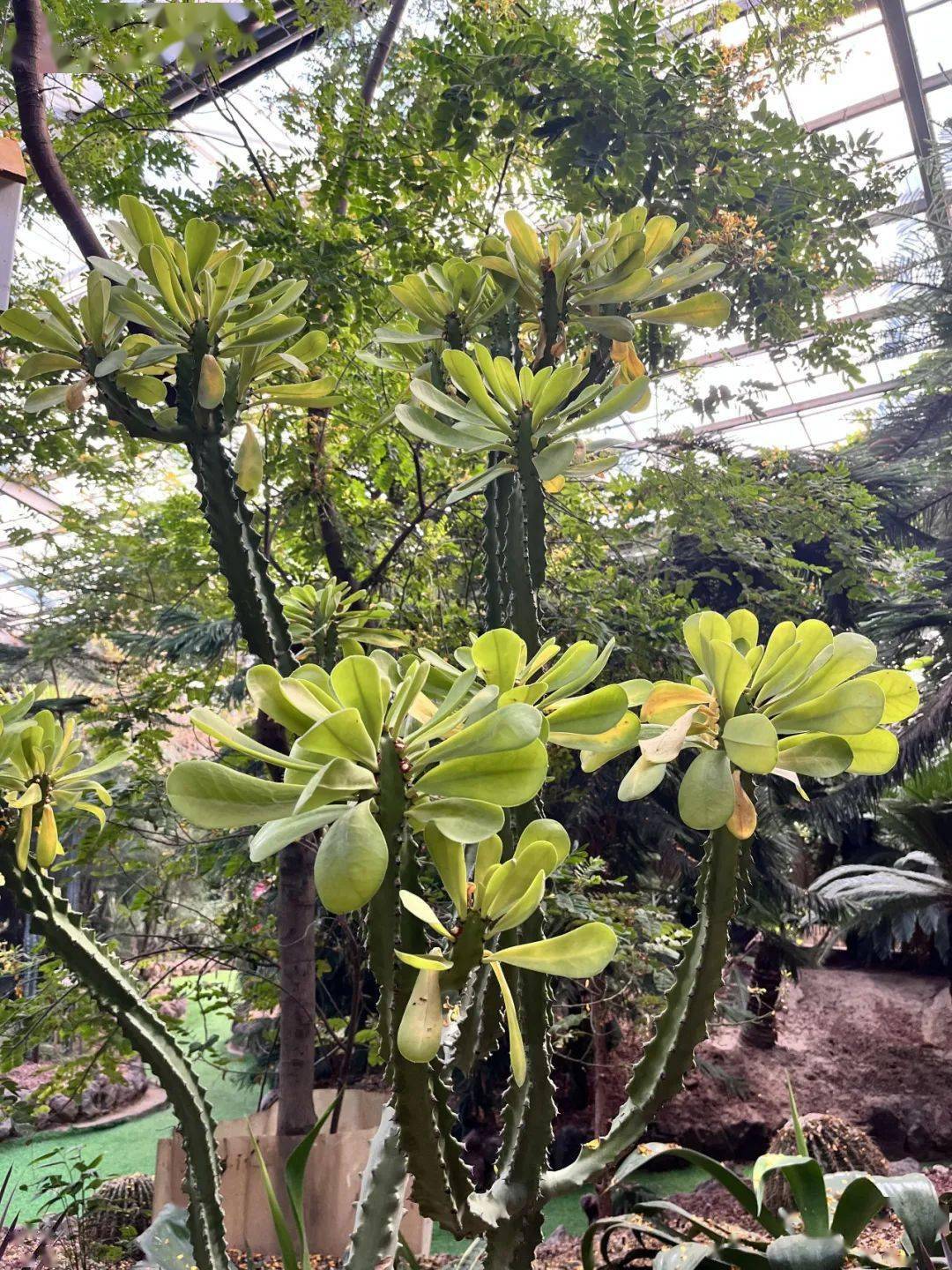 不用跑远,家门口的热带雨林等您来_水果_植物园_游客