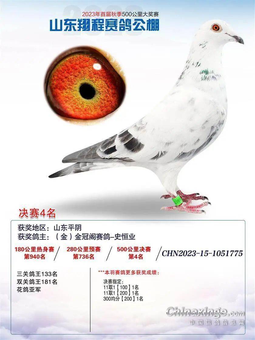 预赛上笼参赛拿下539名,决赛一鸣惊人获得季军,同时获得花鸽奖冠军