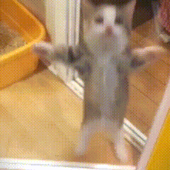 从风俗店打工,到春节迎财神,火遍全球的猫猫meme抄袭