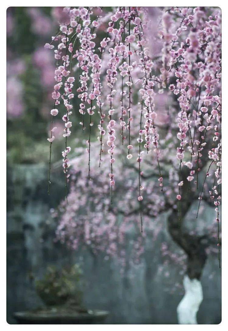 【楠溪青黛】67永嘉普安寺梅花图集_龙梅_自然_出处