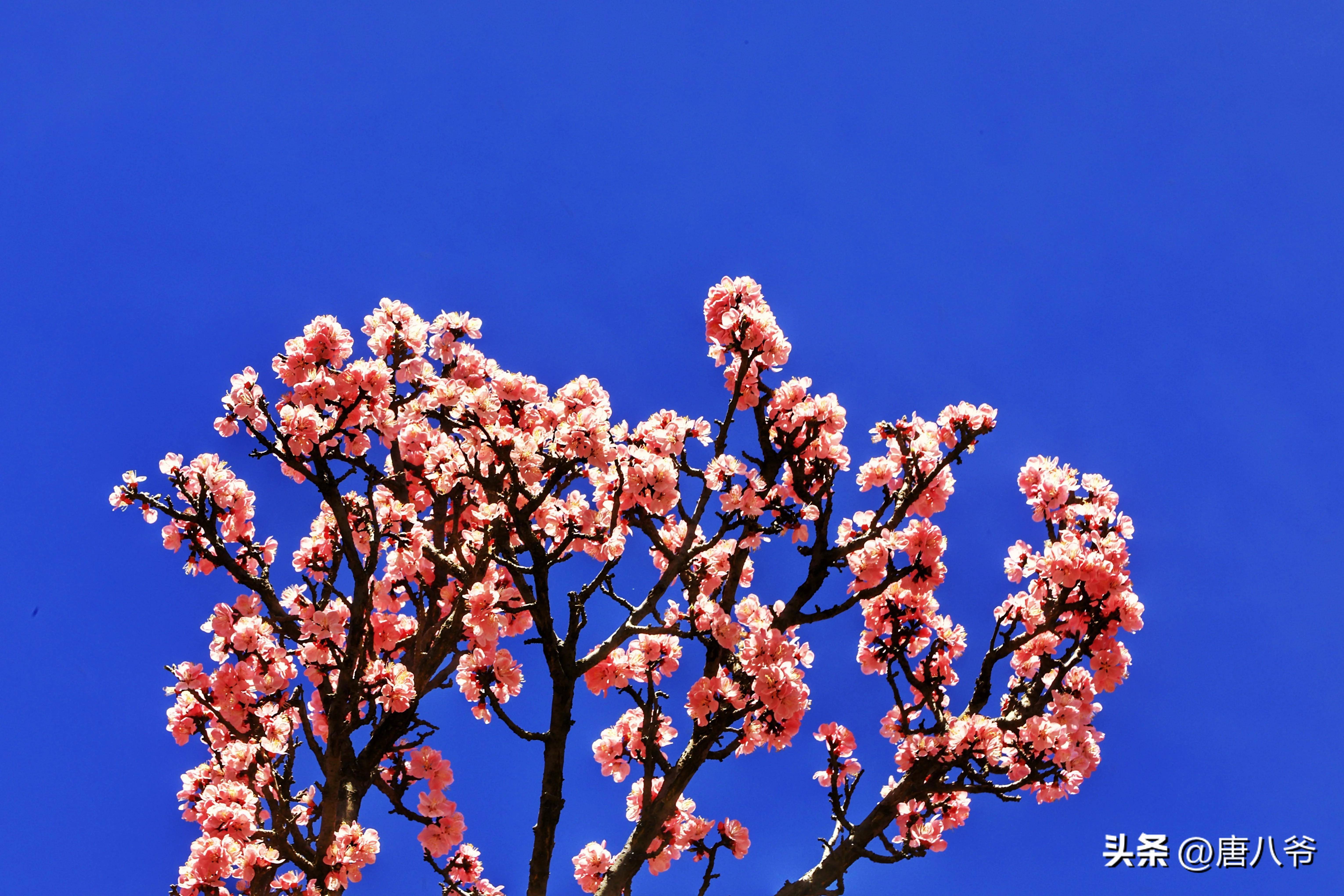 粉花含笑照蓝天,瑰丽绚烂展芳容