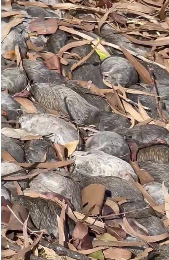 "它们大量移动,一周前,河里还到处都是老鼠.