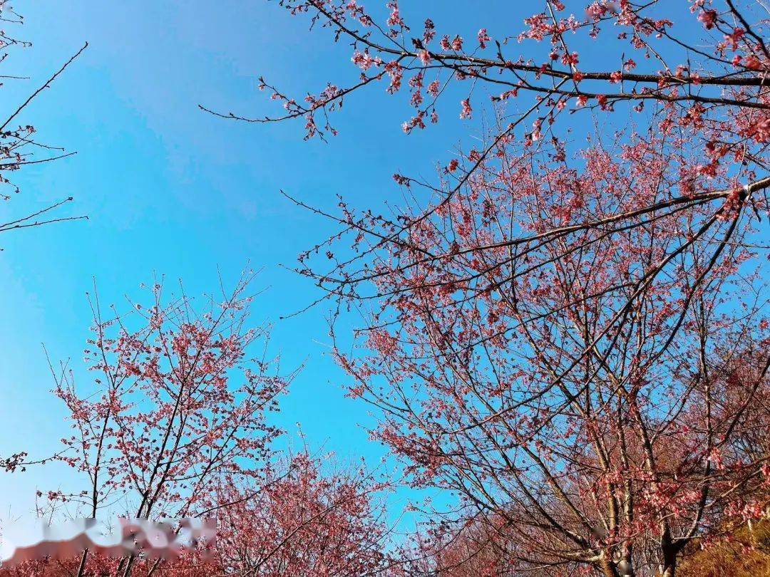 大田屏山樱花迎来盛放期,太美了!_来源_年年_迟日