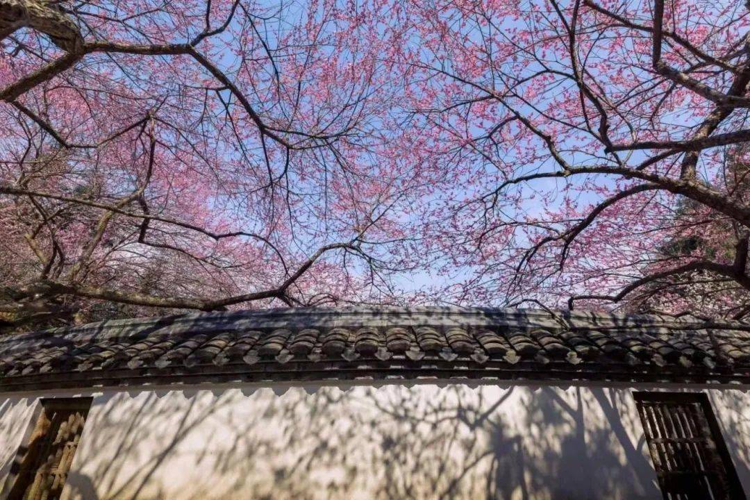 诸暨"梅花地图"流出,美爆了!大量照片……_公园_品种_景区