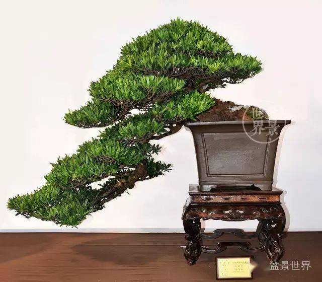 镇宅辟邪_cm_作品_罗汉松