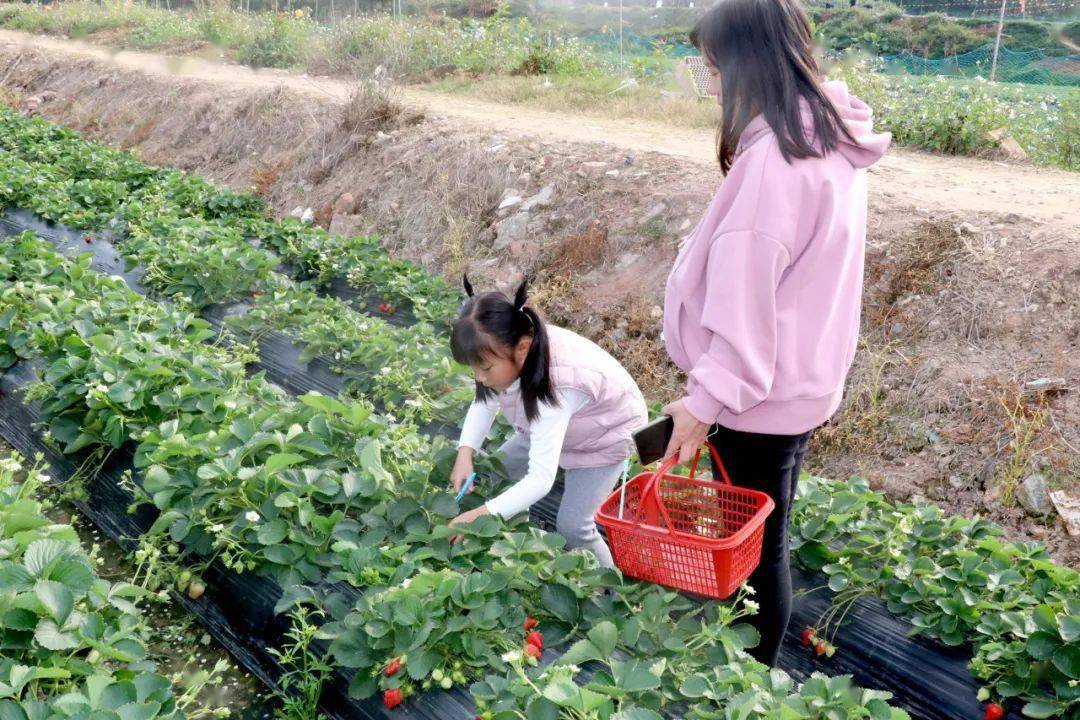 八桂田园摘草莓图片