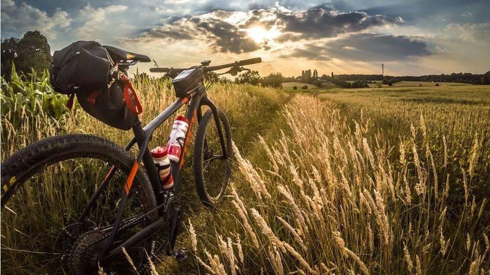 壁纸 成片种植 风景 植物 种植基地 桌面 967_543